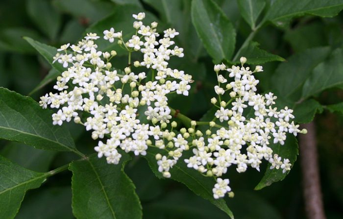 Elder flowers - Botanica Medica Hampshire Clinic