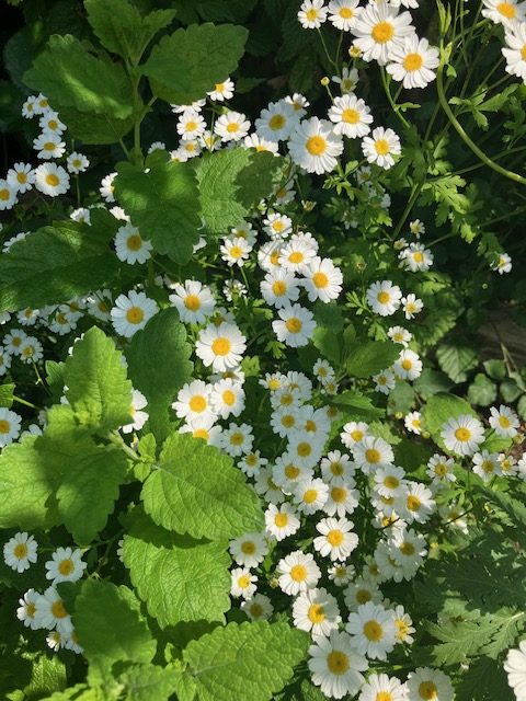 Feverfew and Melissa